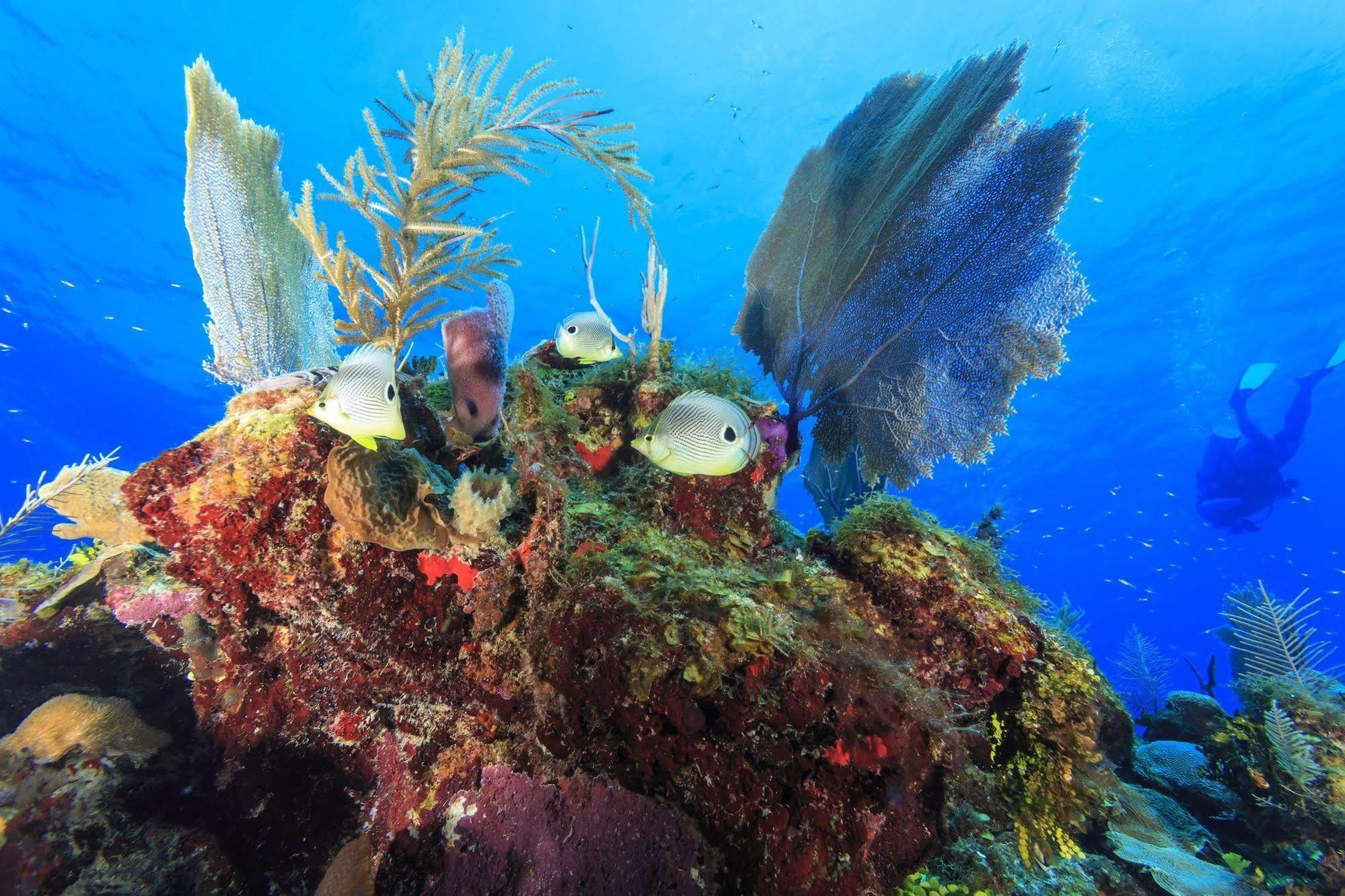 St. George'S Caye Resort เบลีซซิตี้ ภายนอก รูปภาพ